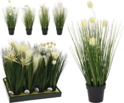 PLANTA PAMPA SURTIDO