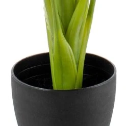 Planta Decorativa Verde 95 Cm Cala -OUTSUNNY TIENDA 1cac7fa21a6dfd974fbfbe936adc3f6ccb45ee49 50d2a69d2f454cc59fa13a3819eaddea