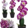 PLANTA ORQUIDEA SURTIDO -OUTSUNNY TIENDA 1f806ffdecfa7cc265cb9b87d467c45dd4e61525 100357