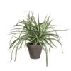 PLANTA DRACAENA -OUTSUNNY TIENDA 4b9cd4d851e2810e248cb7e061a036914e838d58 103282
