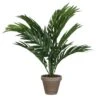 PALMERA ARECA 1 PALMERA ARECA -OUTSUNNY TIENDA 55f54a0e270b6417a789b1f5387a49f0c5a0b774 103281
