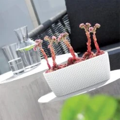 Prosperplast Jardinera Para Balcón Splofy Case 4L., Dimensiones (Mm) 297X145X133, Color Blanco -OUTSUNNY TIENDA 6428804b42e932f8c26442fc77318b5bef7322c5 10a62a5f32884c179ef50a163688095e