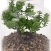 PLANTA ARTIFICIAL EN JARRON DE CRISTAL -OUTSUNNY TIENDA 6914dc9b1c7a2e03be0ab9d76e15d3416cba07e9 760721
