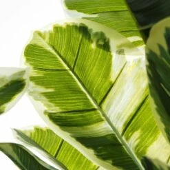 Planta Decorativa 175 Cm Verde PVC Roble -OUTSUNNY TIENDA 69e4d20ef52798e4a3a928f99c66280d0c8d6fa6 8abea68a909c40f68799e6183aede0f6
