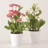 PLANTA EN MACETA BELLIS SURTIDO -OUTSUNNY TIENDA 70ae99824a1278fdb118000fef72928b557d572a 100556 3