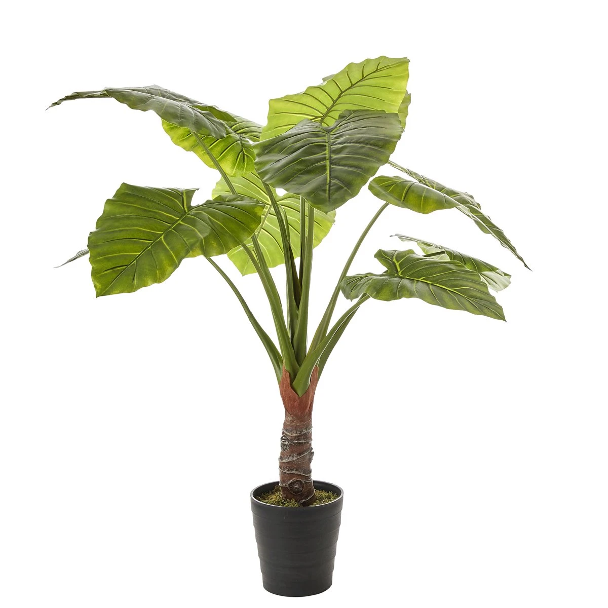 Planta Artificial TARO Marca MYCA 3 Planta Artificial TARO Marca MYCA