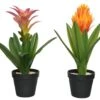 Planta BROMELIA 40cm Colores Surtidos 1 Planta BROMELIA 40cm Colores Surtidos -OUTSUNNY TIENDA a211cd0422f446bfe7d359696a4f34d83b7bb7c7 100041