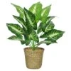 Planta CALATHEA 42cm Con Macetero De Mimbre -OUTSUNNY TIENDA bdef308e09f94bae2325d52f5fd9fa4558a03262 100045