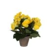 BEGONIA AMARILLA -OUTSUNNY TIENDA c1bb4df285a36b681465ffce5d9c57f4d53e73ff 103292