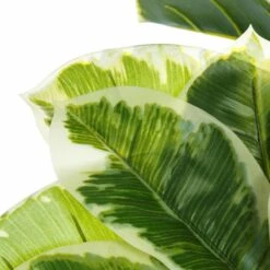 Planta Decorativa 47 X 47 X 132 Cm Verde PVC Roble -OUTSUNNY TIENDA cd6930aa762fd7ddedaf09d277499892b3b71b12 b5149cd074d04de597065b1dac7ebc12