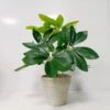 Planta Artificial Con Maceta EMIL -OUTSUNNY TIENDA d3550f980e27aaed288d87ca33108c869cab3d2a 106155