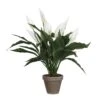 PLANTA SPATHIPHYLLUM -OUTSUNNY TIENDA ddc7769ae3f3dca3f3ed2c6ae3f6c21ac29970ed 103284
