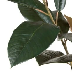 Planta Decorativa 49 X 45 X 125 Cm PVC Ficus Verde Oscuro -OUTSUNNY TIENDA e2eb26034f36d6f7525ee1624b0ef2d8241bdb47 4c3a4ef84889432d8ea0872bb932e14a