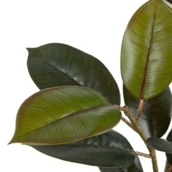 Planta Decorativa 49 X 45 X 125 Cm PVC Ficus Verde Oscuro -OUTSUNNY TIENDA e43d72d6d1ecbcce6ef9611719a87416cfabb764 0497fa55a93d4f42bb66f3f36386d945