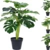 PLANTA MONSTERA SURTIDO -OUTSUNNY TIENDA eb1df2d14304183522267f2a02ce4e025d673b02 100353