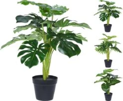 PLANTA MONSTERA SURTIDO