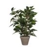 Planta Artificial FICUS Verde Oscuro Marca MYCA -OUTSUNNY TIENDA f786edeb7ad5bc5d959b7e97c0657ddc63b7e049 111068 2